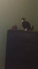 Funny animals|| animals failed