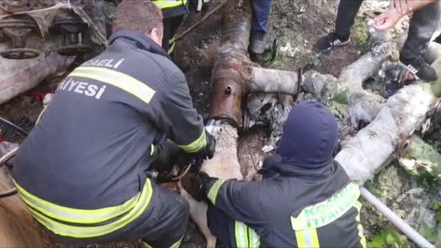 Son Dakika | Başı demir boruya sıkışan köpeği itfaiye kurtardı