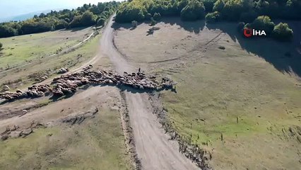 Çobanın dron ile imtihanı