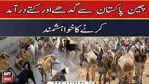China wants to import donkeys and dogs from Pakistan