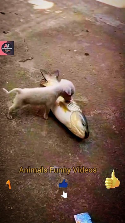 Cute Funny Puppies Fish Eating | Funny Little Dogies | Animals Funny Videos