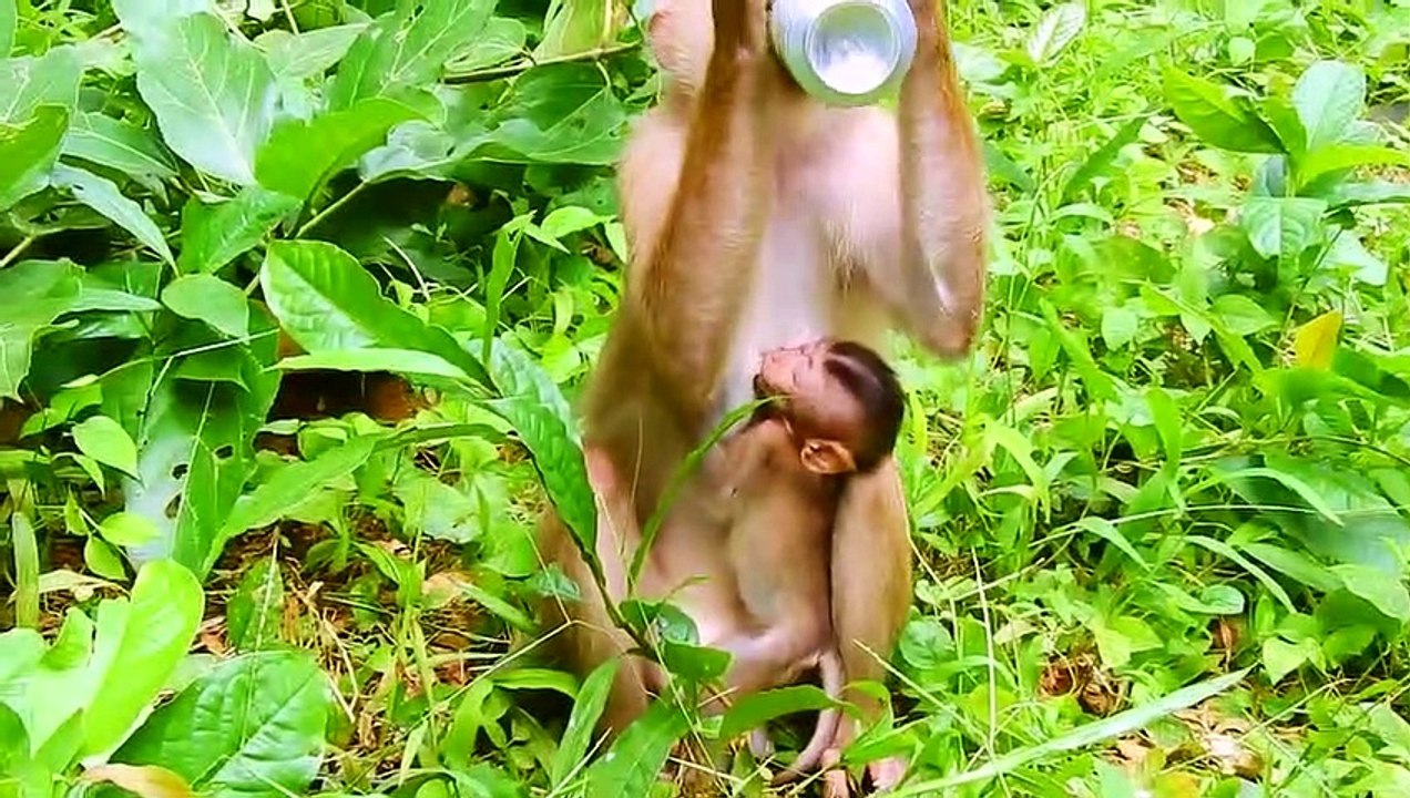 Baby_monkey_Rainbow_sucking_milk