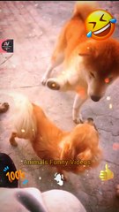 Funny Dog Shorts Video 2022 | Angry Dog Videos | Dog Attack | Animals Funny Videos