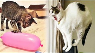 You laugh, You lose  Funniest Animals  Part 31