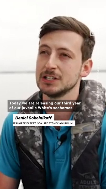 100+ Seahorses Released Into a 'Seahorse Hotel'