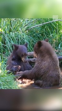 Bear Siblings Caught on Camera Wrestling Each Other