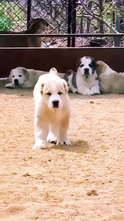 Monster Alabai Central Asian Shepherd Dog 