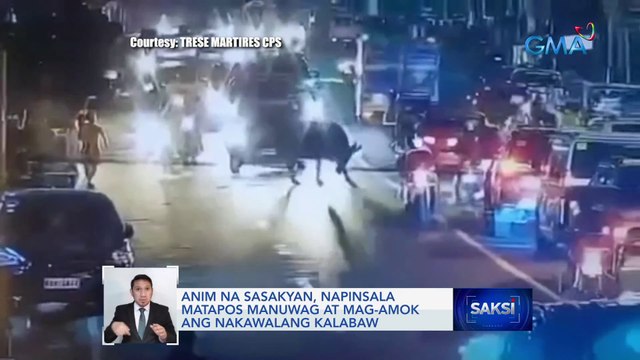 Anim na sasakyan, napinsala matapos manuwag at mag-amok ang nakawalang kalabaw | Saksi