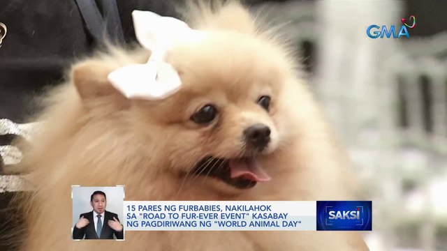 15 pares ng furbabies, nakilahok sa Road to fur-ever event kasabay ng pagdiriwang ng World Animal Day | Saksi
