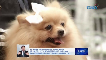 15 pares ng furbabies, nakilahok sa  "Road to fur-ever event" kasabay ng pagdiriwang ng "World Animal Day" | Saksi