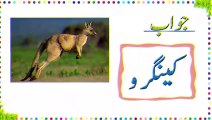 Paheliyan In Urdu - General Knowledge Questions And Answer -  Facts About Animals Brain