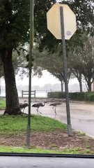 Sandhill Cranes Endure Hurricane Ian