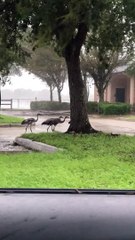 Sandhill Cranes Endure Hurricane Ian