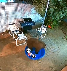 Bear Plays With Soccer Balls in Kiddie Pool