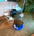 Bear Plays With Soccer Balls in Kiddie Pool