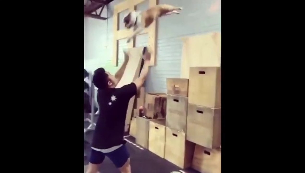 Funniest Animal Videos, Funny Dogs, And Funny Cats (Fun To Watch)