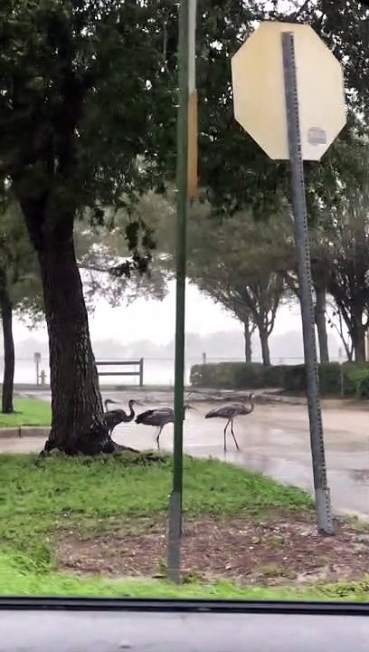 Sandhill Cranes Endure Hurricane Ian
