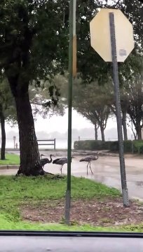Sandhill Cranes Endure Hurricane Ian