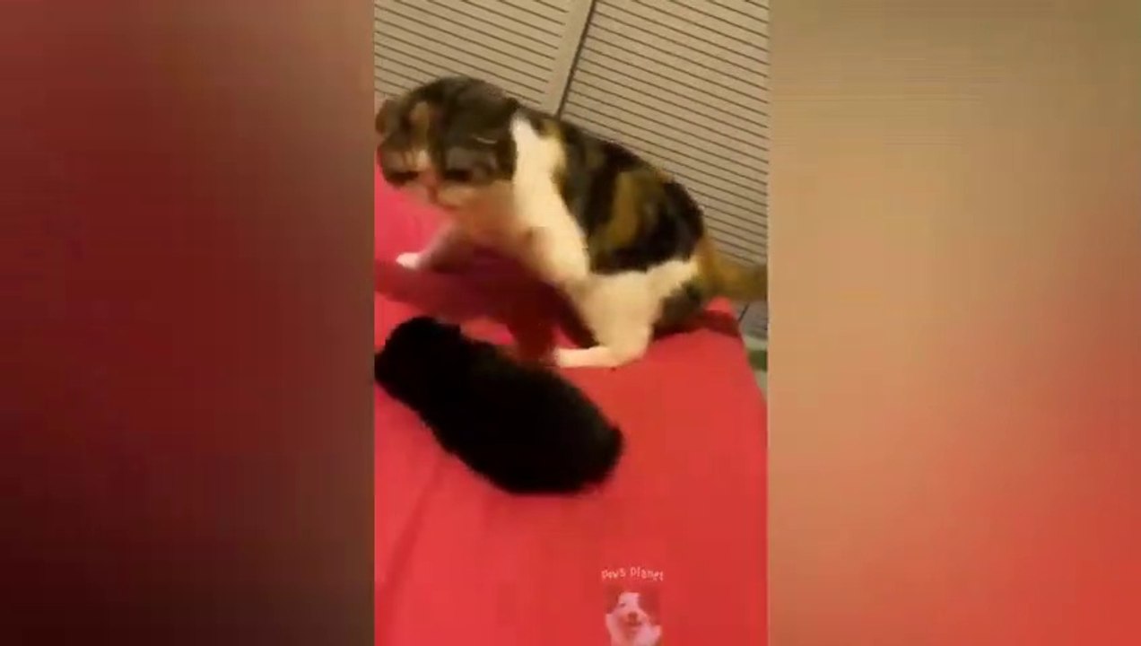When your pet is actually a comedian