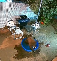 Bear Plays With Soccer Balls in Kiddie Pool