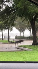 Sandhill Cranes Endure Hurricane Ian