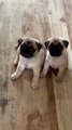 Pug Puppies Turning Heads