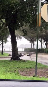 Sandhill Cranes Endure Hurricane Ian