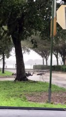 Sandhill Cranes Endure Hurricane Ian
