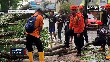 Pohon Tumbang di Banjarmasin Timpa Pengendara Sepeda Motor