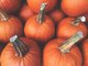 Fascinating Fall Facts You Probably Didn’t Know