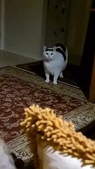 white cat mistery