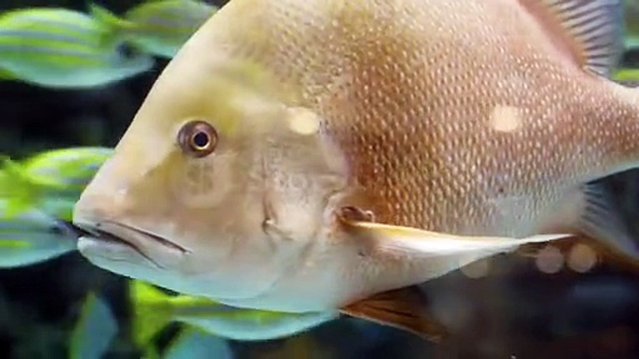 videoblocks-colorful-tropical-coral-reefs-picture-of-a-beautiful-underwater-colorful-fishes-and-corals-in-the-tropical-reef_bx-j8jfeme__c473373bb545f13213dff295739c344a__P360