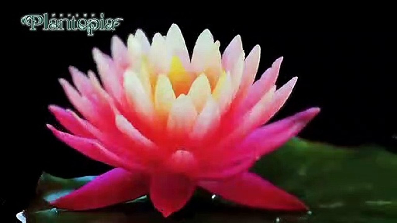 Plantopia  Official Trailer