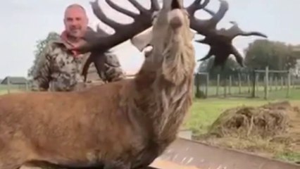 CERVO BRAMA NITIDAMENTE O NOME DO NOSSO CRIADOR