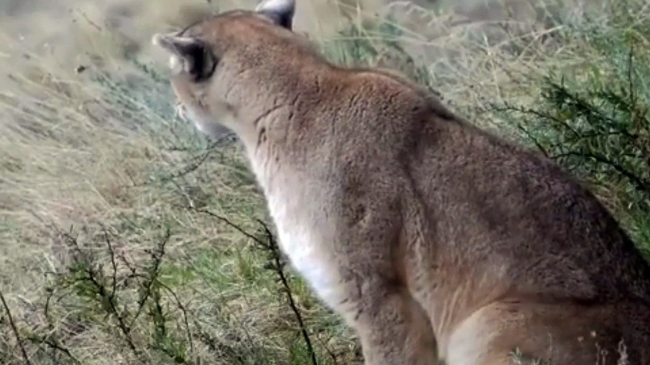 PUMA LOUVA O NOME DO ALTÍSSIMO E NÃO DEIXA DÚVIDA SOBRE A PRONÚNCIA