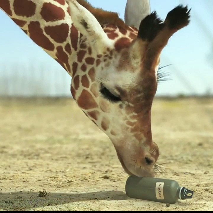 giraffe vs elephant fight for water