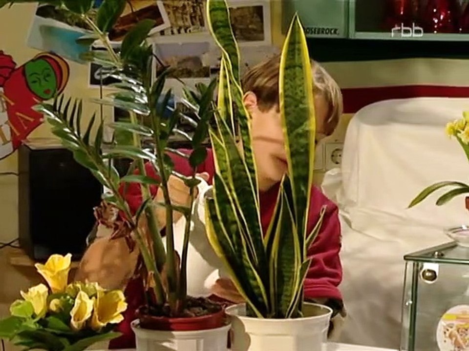 Schloss Einstein Staffel 4 Folge 26 HD Deutsch