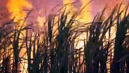 Grey nomads help fill skilled worker shortage during sugarcane harvest in North Queensland