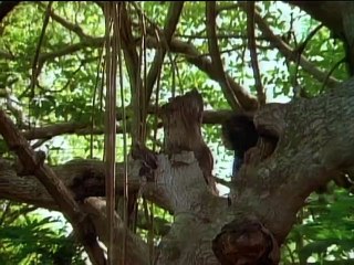 Tarzan (1991) Staffel 2 Folge 9 HD Deutsch