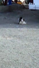 Cats what they are doing  special moments for cat