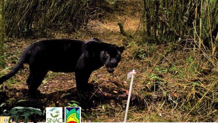 tn7-Video- Pantera negra se “pasea” por bosques de Costa Rica-031022