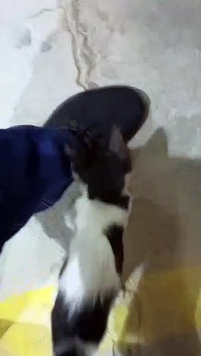 Cats playing with me