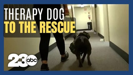 Cold noses, warm hearts: Therapy dogs help guide patients through trauma recovery