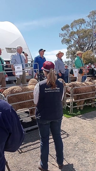 Charinga-Banavie Poll Merino ram sale | Stock & Land | 03/10/22