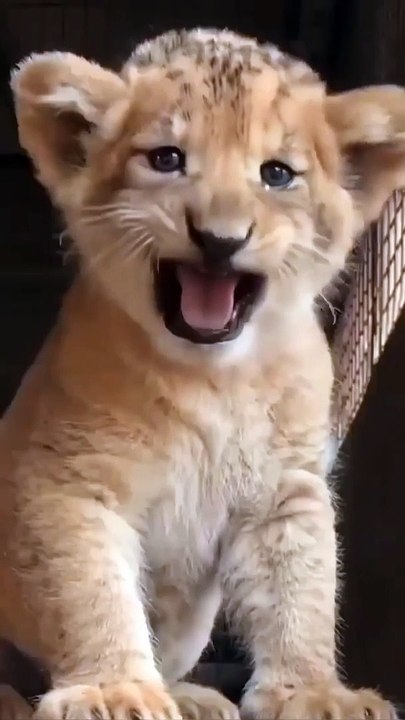 Cute animals 