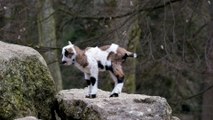 So cute and beautiful baby of goat
