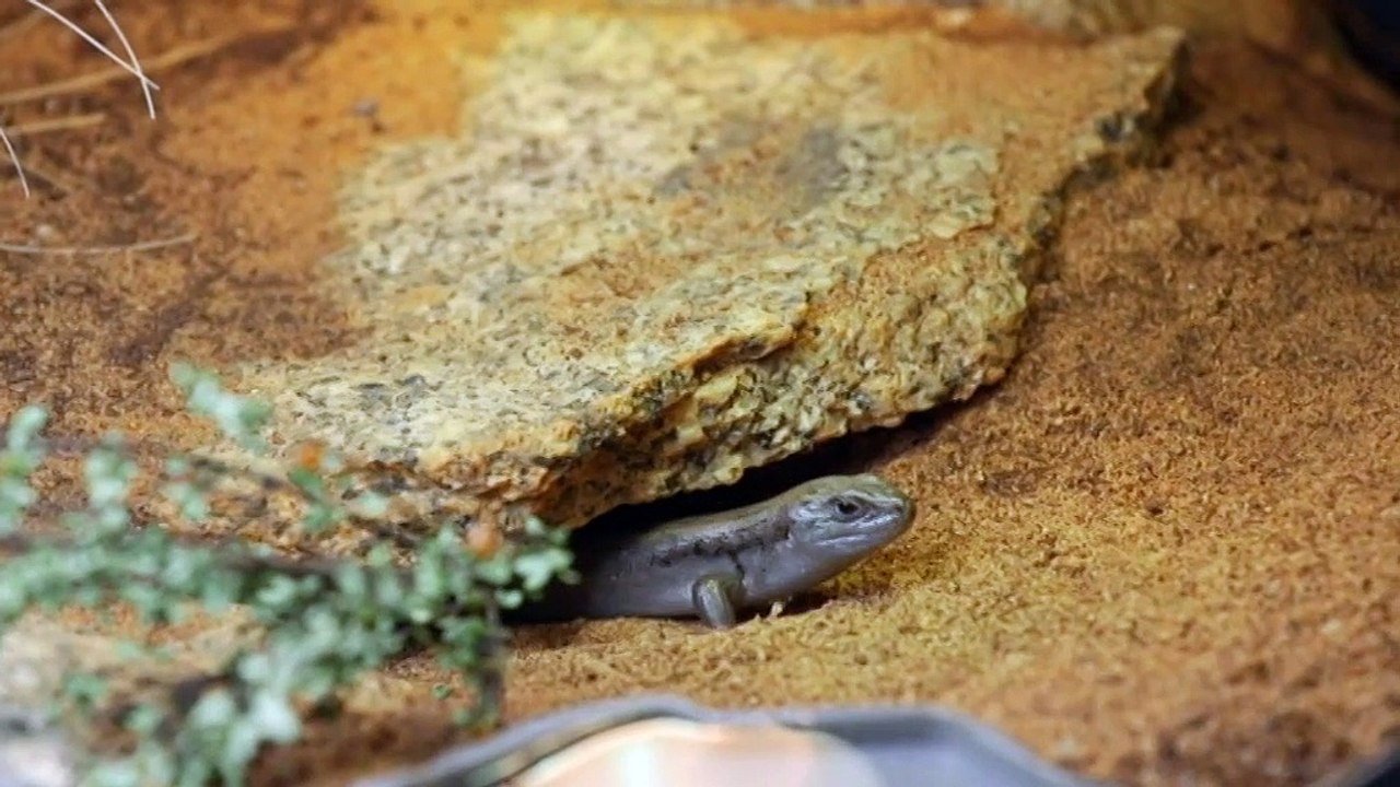 Federal government pledges 30pc of all land for conservation to protect threatened species