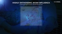 Vogelgrippe im Sommer: In Europa gab es so viele Fälle wie noch nie