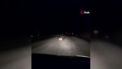 Yavru ayı kara yolunda otomobilin ışığıyla son sürat koştu