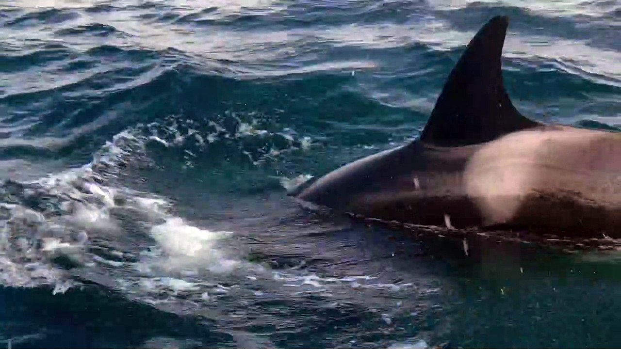 Pod of killer whales spotted off Port Macquarie | October 3, 2022 | Port Macquarie News
